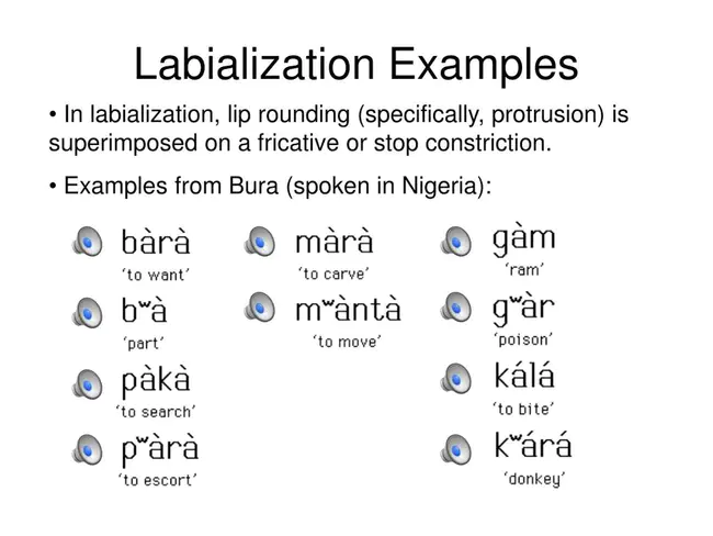 labialization : 唇形化