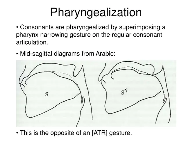 Pharyngealization : 咽化