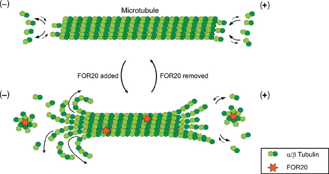 Microtubule Associated Protein Tau : 微管相关蛋白tau