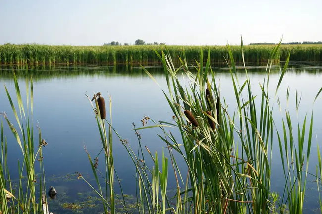 Environment and Land Tribunals Ontario : 安大略省环境与土地法庭