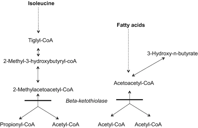 Beta Ketothiolase Deficiency : β-酮硫醇酶缺乏