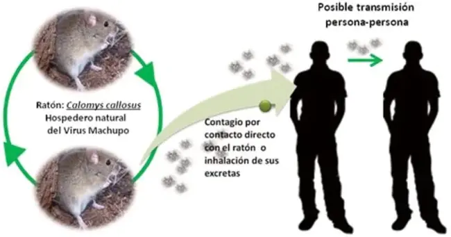 Fiebre maculosa de las montañas Rocosas : 落基山斑疹热