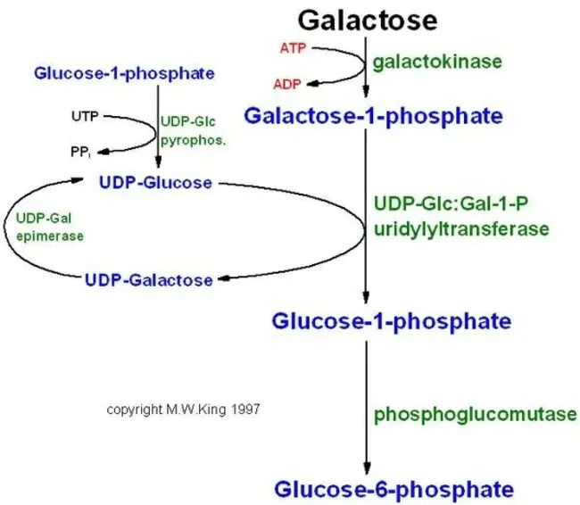 Glucose/Galactose Malabsorption : 葡萄糖/半乳糖吸收不良