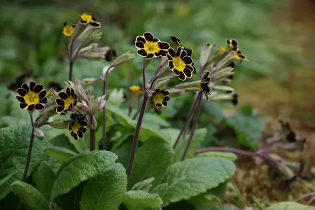 Flora Reipublicae Popularis Sinicae : 中国植物志