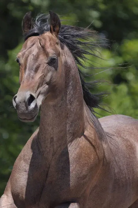 American Connemara Pony Society : 美国康纳马拉小马协会