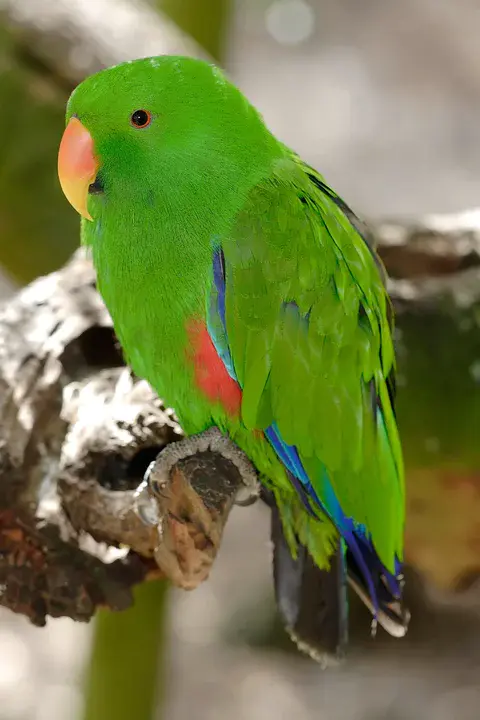 Parrot Intermediate Representation : 鹦鹉中间代表