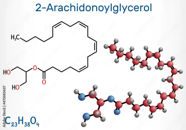 2-Arachidonoylglycerol : 2-花生酰甘油三酯