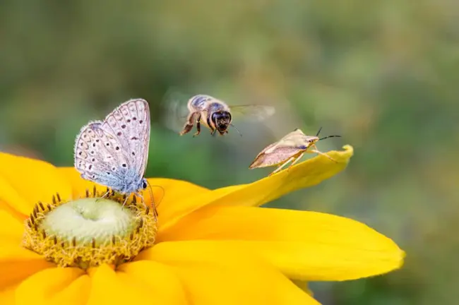 Biodiversity Data Quality : 生物多样性数据质量