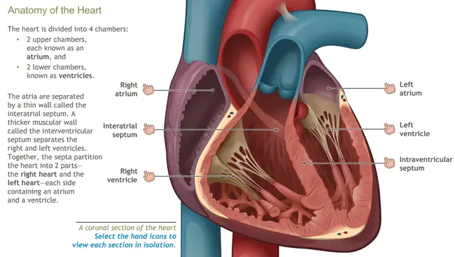 Cardiac Resynchronization Therapy Defibrillator : 心脏再同步治疗除颤器