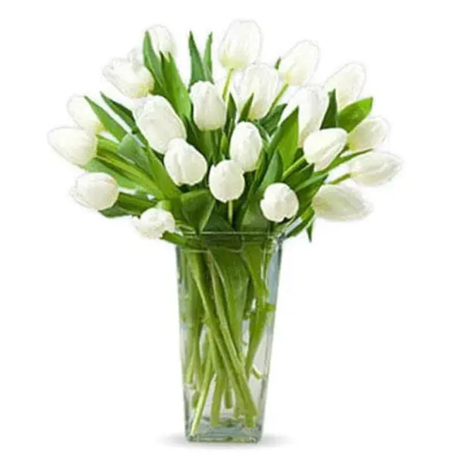 White Tulip Flowers : 白郁金香花