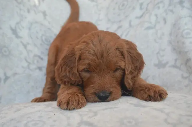 Goldendoodle Association of North America : 北美金内朵协会