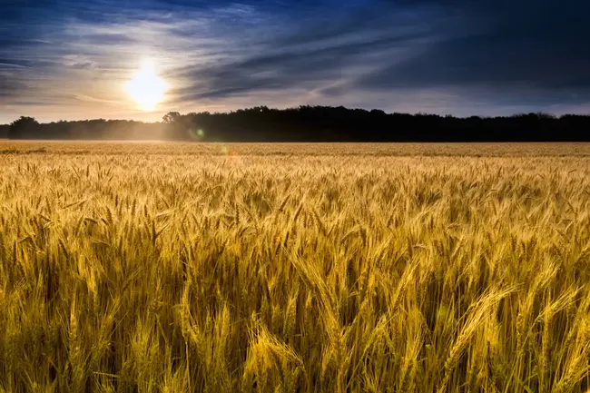 Wheat Germplasm Enhancement : 小麦种质改良