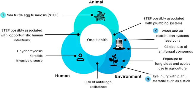 Fusarium Comparative Genomics Platform : 镰刀菌比较基因组学平台