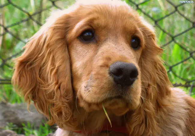 Field Spaniel Society of America : 美国野狗协会