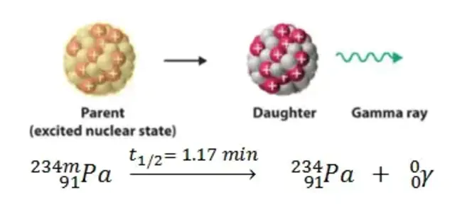 Gamma glutamyl hydrolase : γ-谷氨酰水解酶