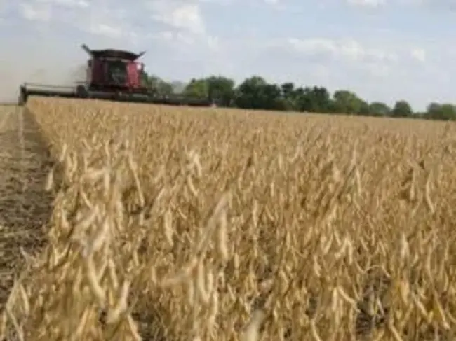 Facultative Barley Yield Trial : 兼性大麦产量试验