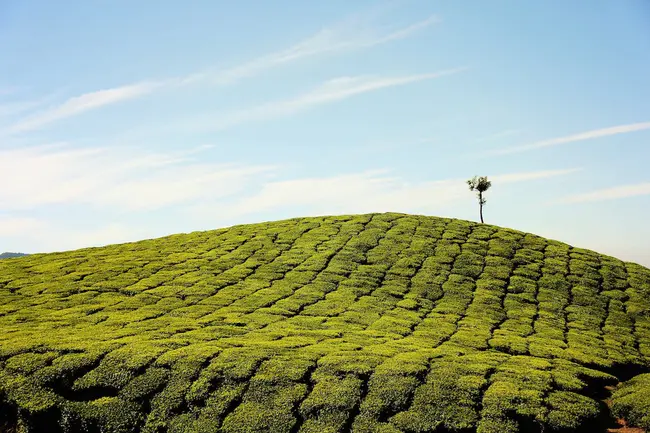 Less Favoured Agricultural Land : 弱势农业用地