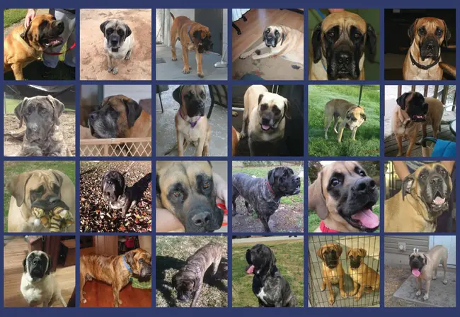 Southern States Mastiff Rescue : 南部各州马蒂夫救援