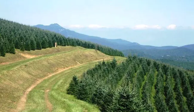 North Carolina Forest Service : 北卡罗来纳州森林管理局