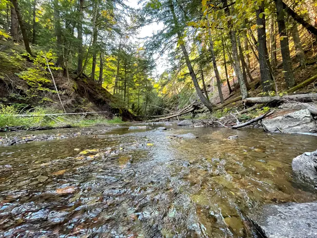 Michigan Forest Resource Alliance : 密歇根森林资源联盟