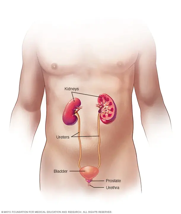 Urinary Human Menopausal Gonadotropin : 人绝经期尿促性腺激素