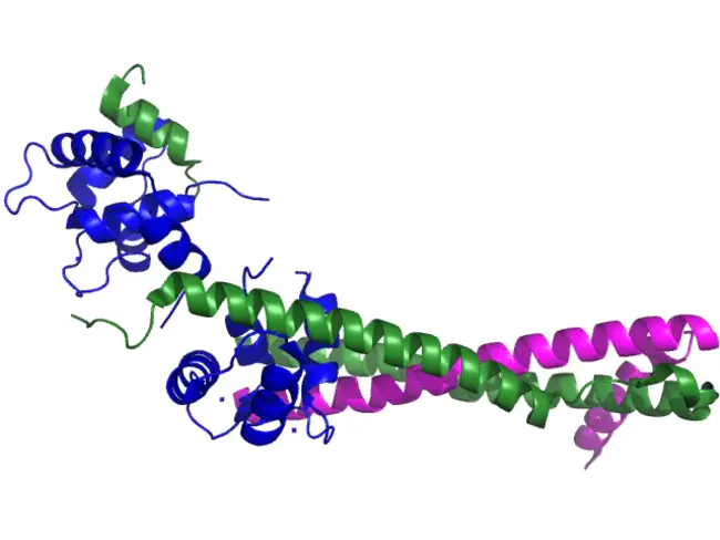 Troponin T-C Antibody : 肌钙蛋白T C抗体