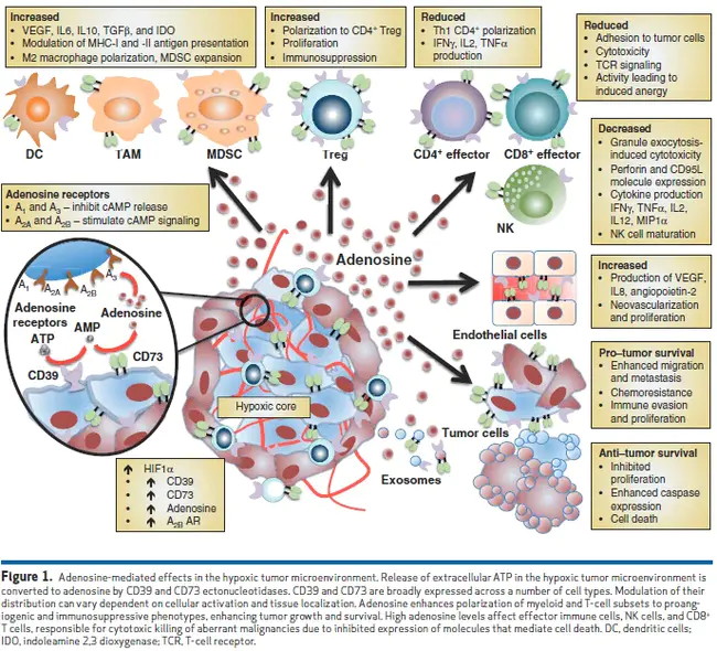 Adenosine Thymine Cytosine Guanine : 腺苷 胸腺嘧啶 胞嘧啶 鸟嘌呤