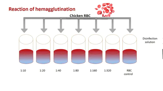 Hemagglutinating Virus of Japan : 日本血凝病毒