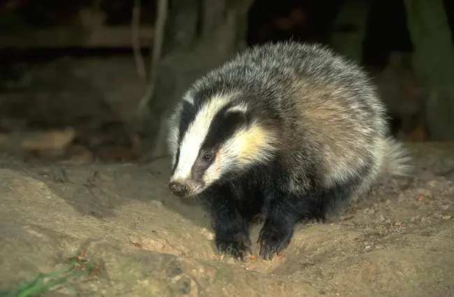 Badger Marriner Hammond : 獾玛琳娜哈蒙德