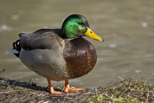 Duck Village Outfitters : 鸭子村服装店