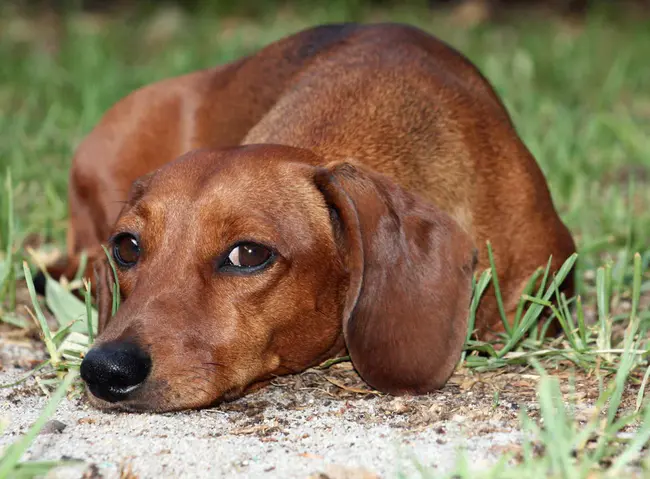 Dachshund Rescue of Bucks County : 巴克斯县达克斯郡救援队