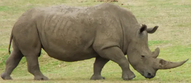 Rhino orbital cerebral mucormycosis : 鼻眼眶脑黏膜真菌病