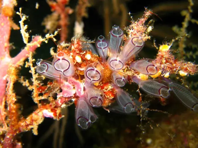 Marine Vertebrate Biology : 水产脊椎动物生物学