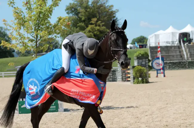 National Stock Horse Association : 全国马匹协会