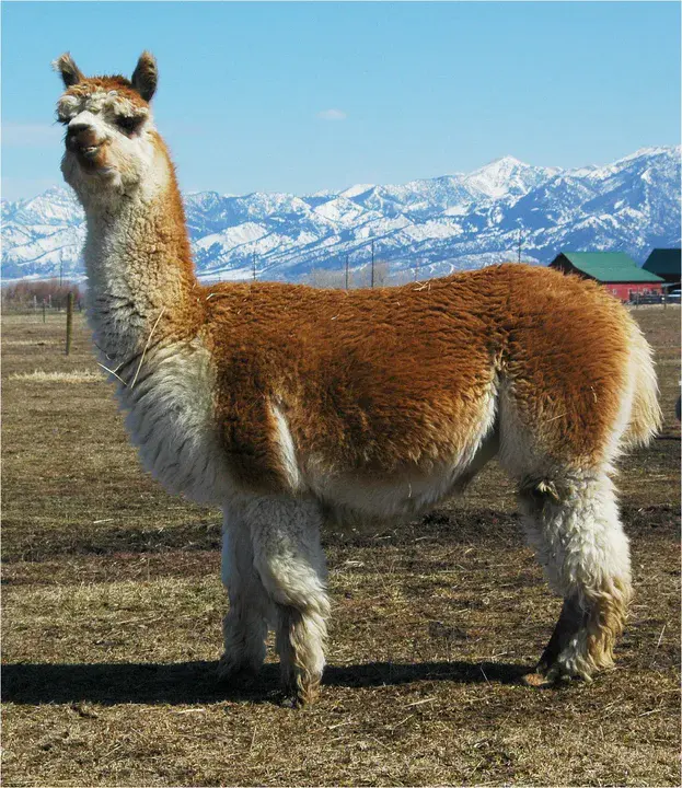 Alpaca Owners Association : 羊驼业主协会