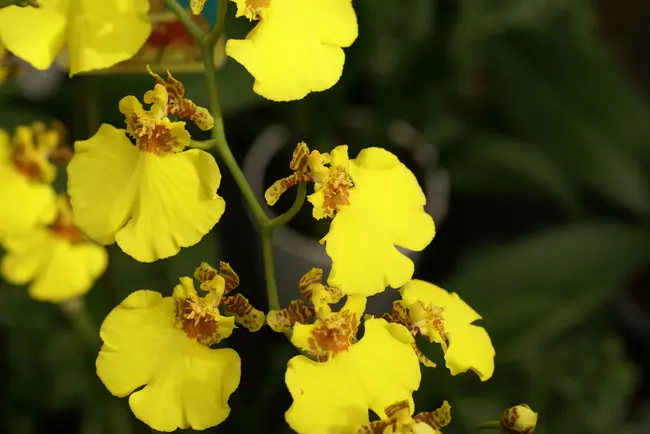 Orchid Herbarium Type Catalogue : 兰花植物标本室类型目录