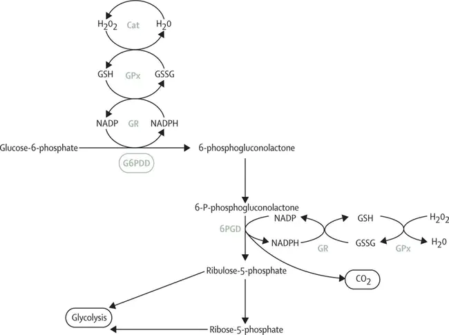 Glucose-6-Phosphate dehydeogenase Defficiency : 葡萄糖-6-磷酸脱氢酶缺乏