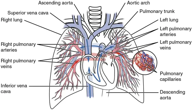 Arterial‐Venous : 动脉-静脉