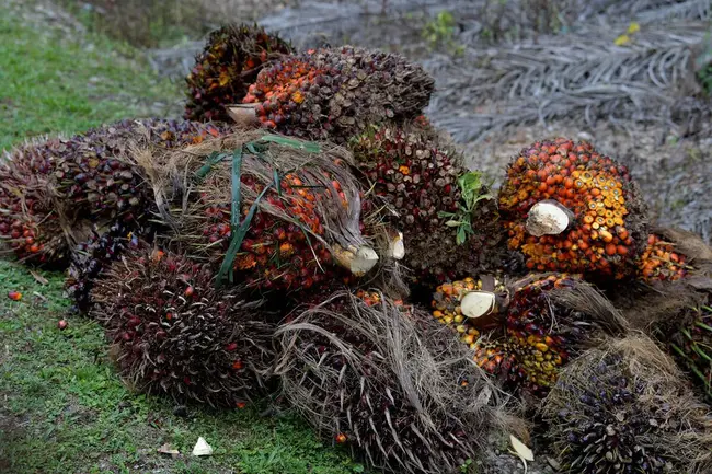 Malaysian Palm Oil Association : 马来西亚棕榈油协会