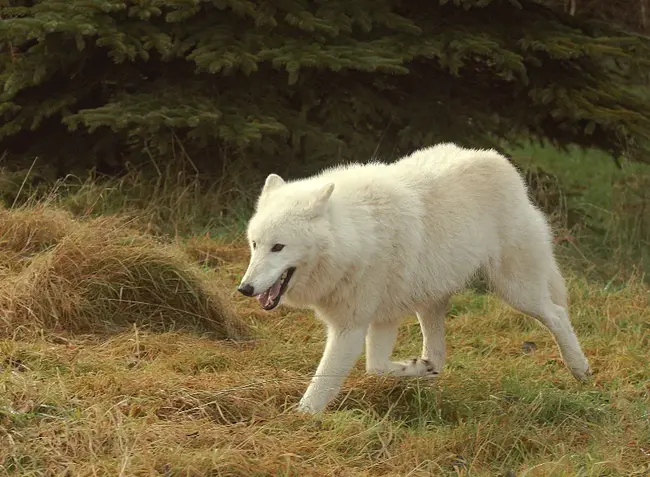 Arctic Wolf Animal Agency : 北极狼动物局