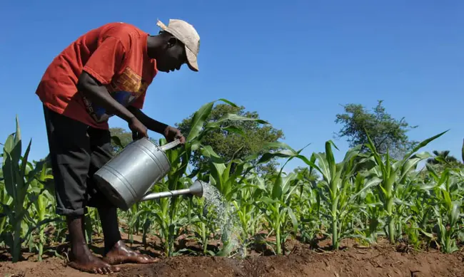 Malawi Vulnerability Assessment Committee : 马拉维脆弱性评估委员会