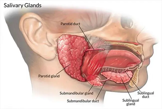 Salivary Glands of Female : 女性唾液腺