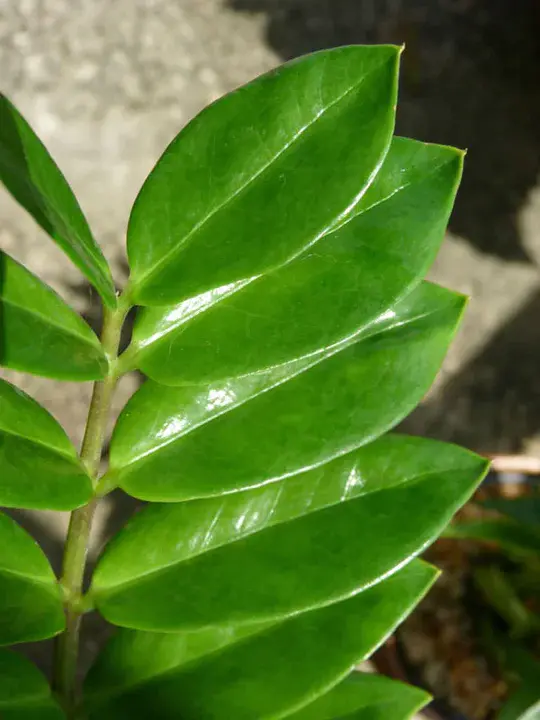 Zamioculcas zamiifolia : 山竹