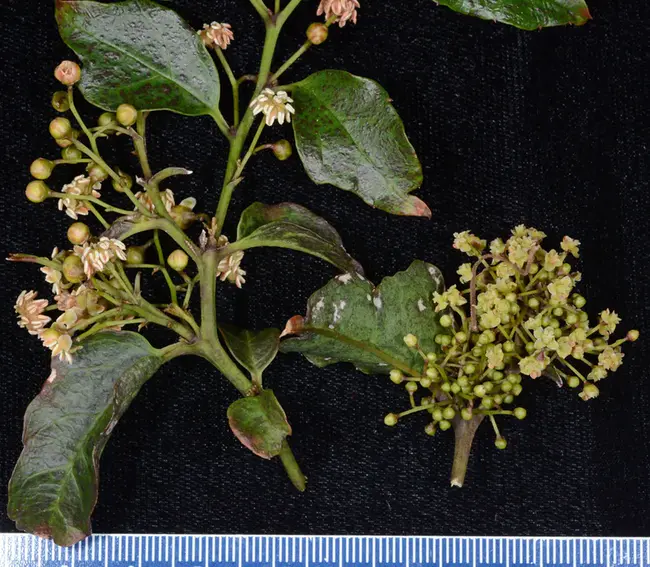 Amborella Nymphaeales and Illiciales Trimeniaceae Austrobaileya : Amborella Nymphaeales 和 Illiciales Trimeniaceae Austrobaileya