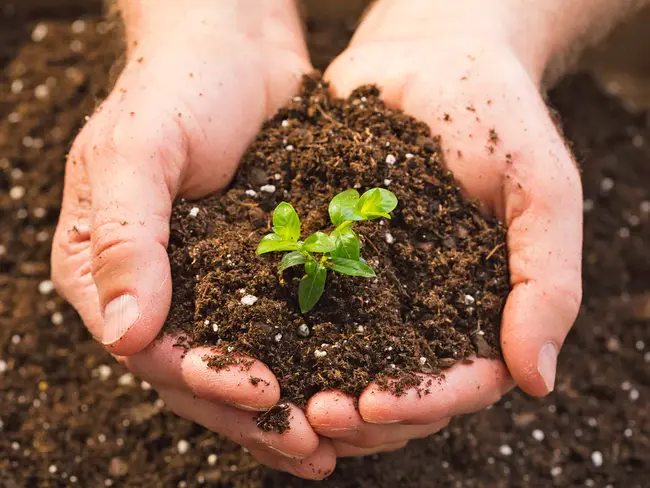 Soil Based Organisms : 土壤生物