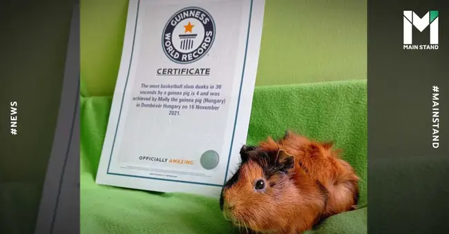 Guinea Pig Maximization Test : 豚鼠最大化试验