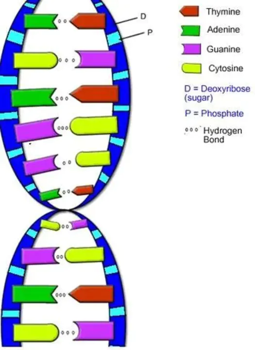 Human Genome Sequencing Consortium : 人类基因组测序联盟