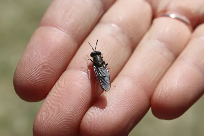 Black soldier flies : 黑士兵飞