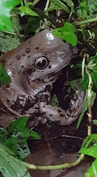 Massive Red Frogs : 巨大的红青蛙