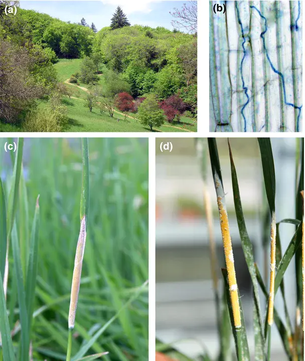Endophyte Sugarcane Root : 内生甘蔗根